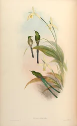 グールド=レスビアLesbia nuna gouldi